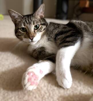Charlie -  Tabby Cat for Adoption in Laguna Woods, California - Charlie | PetCurious