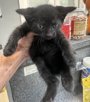 Brody Jack -  Domestic Short Hair Cat for Adoption in Dyersburg, Tennessee - Brody Jack | PetCurious