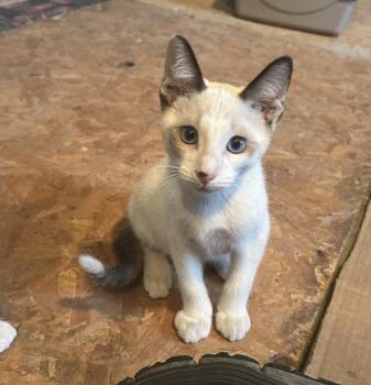 Jefferson -  Domestic Short Hair Cat for Adoption in Dyersburg, Tennessee - Jefferson | PetCurious