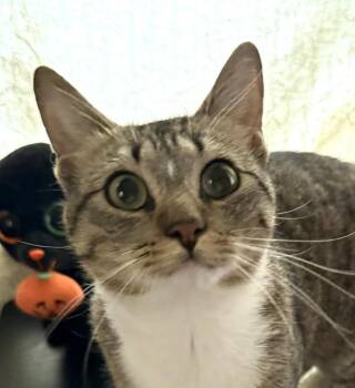 Domestic Short Hair Cats Available for Adoption in Bridgeport, Connecticut - Geo | PetCurious