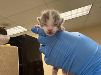 A1931698 -  Domestic Short Hair Cat for Adoption in Thousand Palms, California - A1931698 | PetCurious