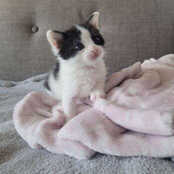 Rosie Posie -  Domestic Short Hair Cat for Adoption in Oakland, California - Rosie Posie | PetCurious