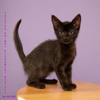 McKay - The Pitt 5 -  Domestic Short Hair Cat for Adoption in Yucaipa, California - McKay - The Pitt 5 | PetCurious