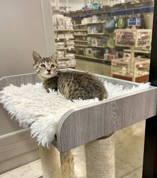 Rescue Tabby and Bengal Cats for Adoption in Tustin, California - Willow | PetCurious