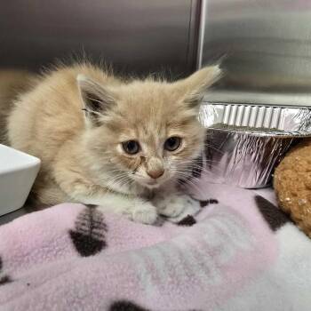 Solo -  Domestic Medium Hair Cat for Adoption in Los Angeles, California - Solo | PetCurious