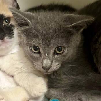 Alistar -  Domestic Short Hair Cat for Adoption in Walnut Creek, California - Alistar | PetCurious