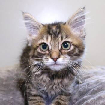 Stair-Master (26-2X-7) -  Domestic Short Hair Cat for Adoption in Rifle, Colorado - Stair-Master (26-2X-7) | PetCurious