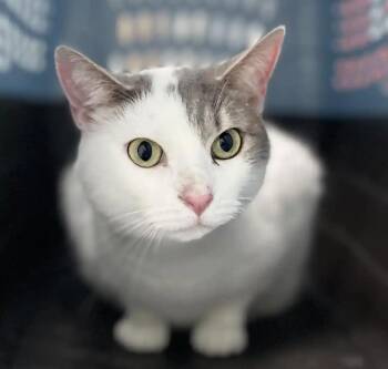Rescue Domestic Short Hair Cats for Adoption in Eglin Air Force Base, Florida - Penny | PetCurious