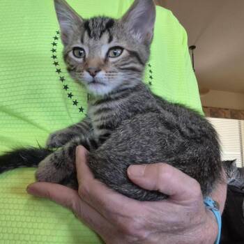 Preston -  Domestic Short Hair Cat for Adoption in Prescott, Arizona - Preston | PetCurious