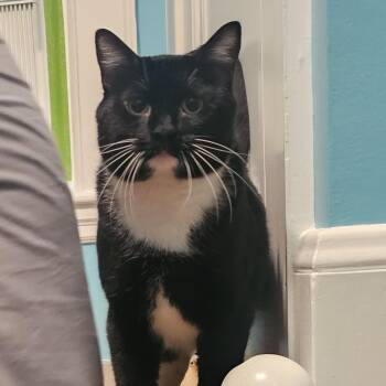 Lox -  Domestic Short Hair Cat for Adoption in Wakefield, Massachusetts - Lox | PetCurious