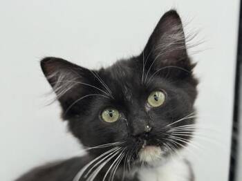 Mr T! -  Domestic Long Hair Cat for Adoption in Portland, Oregon - Mr T! | PetCurious
