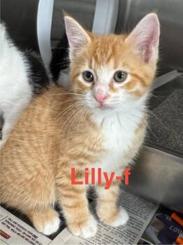 Domestic Short Hair Cats Available for Adoption - Lilly 26 | PetCurious
