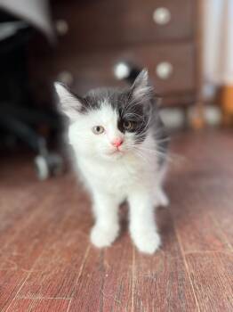 Rescue Domestic Medium Hair Cats for Adoption in New Milford, Connecticut - Lore | PetCurious