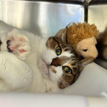 Rillian -  Domestic Short Hair Cat for Adoption in Walker, Michigan - Rillian | PetCurious