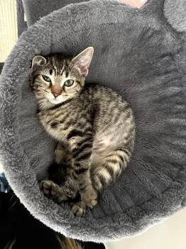 Pearl -  Domestic Short Hair Cat for Adoption in Brantford, Ontario - Pearl | PetCurious