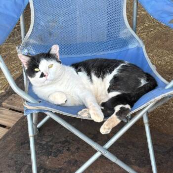 Smokey -  Domestic Short Hair Cat for Adoption in Kanab, Utah - Smokey | PetCurious