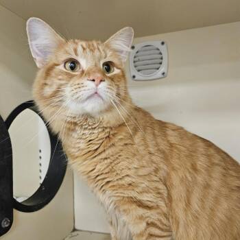 Domestic Long Hair Cats Available for Adoption in Wilmington, Delaware - Kirbie | PetCurious
