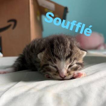 Souffle -  Domestic Short Hair Cat Available for Adoption in Monroe, Michigan - Souffle | PetCurious