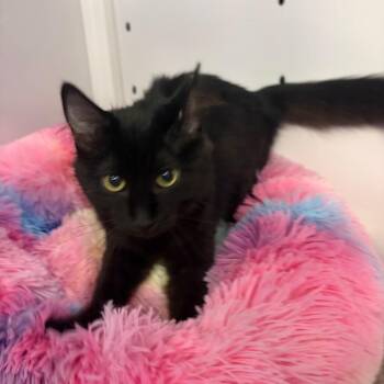 Fungi -  Domestic Medium Hair Cat for Adoption in Sarasota, Florida - Fungi | PetCurious