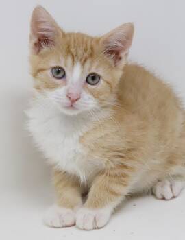 Breezy is BEAUTIFUL and a what a lover -  Tabby and Turkish Van Cat for Adoption in Bedford Hills, New York - Breezy Is BEAUTIFUL And A What A Lover | PetCurious