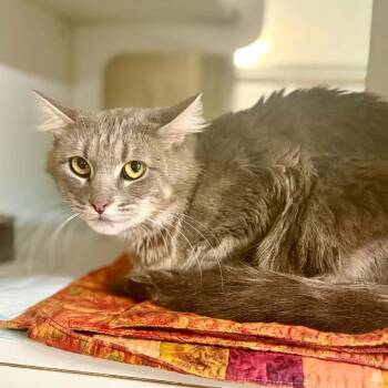Odessa -  Domestic Short Hair Cat for Adoption in Bentonville, Arkansas - Odessa | PetCurious