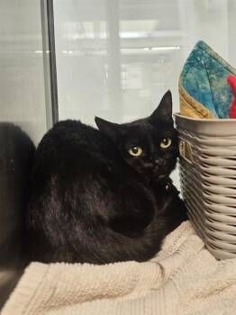 BLACK BEAUTY (SISSY) -  Domestic Short Hair Cat for Adoption in Pueblo, Colorado - BLACK BEAUTY (SISSY) | PetCurious