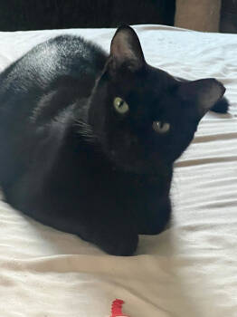 Rescue Bombay Cats for Adoption in Atlanta, Georgia - Pablo - Life's Better With A Little Paw-casso | PetCurious