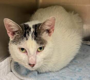 Hundi -  Domestic Short Hair Cat for Adoption in Verona, Wisconsin - Hundi | PetCurious