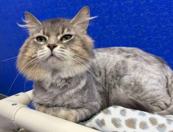 Shaggy -  Domestic Long Hair Cat for Adoption in Dunkirk, New York - Shaggy | PetCurious