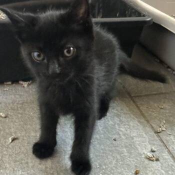 Friesian -  Domestic Medium Hair Cat for Adoption in Tipp City, Ohio - Friesian | PetCurious