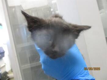 ALTUS -  Domestic Short Hair Cat for Adoption in Oklahoma City, Oklahoma - ALTUS | PetCurious