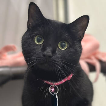 Rescue Domestic Short Hair Cats for Adoption in Port Washington, New York - Cabaret | PetCurious