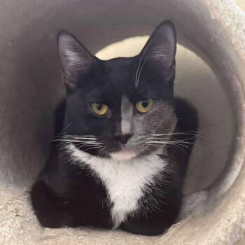 Egyptian Mau and British Shorthair Cats Available for Adoption - Naomi | PetCurious