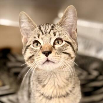 Glenn -  Domestic Short Hair Cat for Adoption in Jackson Township, New Jersey - Glenn | PetCurious