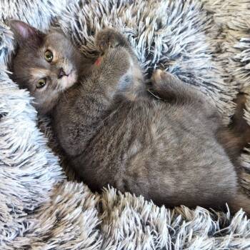 Celeste -  Dilute Calico and Domestic Short Hair Cat for Adoption in Smithfield, North Carolina - Celeste | PetCurious