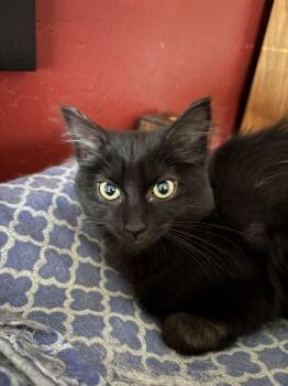 Domestic Short Hair Cats Available for Adoption - Pudding | PetCurious