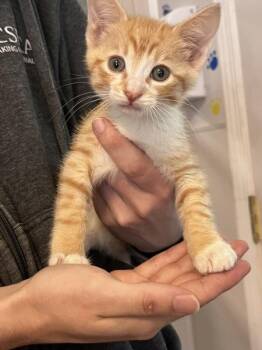 Dusty -  Domestic Short Hair Cat Available for Adoption in Surrey, British Columbia - Dusty | PetCurious