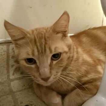 Rescue Domestic Short Hair Cats for Adoption in Escondido, California - Ginger | PetCurious