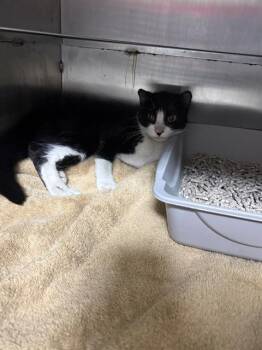 Domestic Short Hair Cats Available for Adoption in Conroe, Texas - BISCUITS | PetCurious