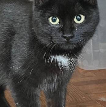 Domestic Short Hair Cats Available for Adoption - Indigo | PetCurious