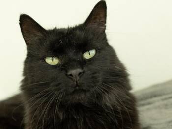Smudge - SENIOR HOSPICE FOSTER -  Domestic Long Hair Cat for Adoption in Republic, Washington - Smudge - SENIOR HOSPICE FOSTER | PetCurious