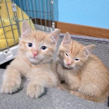 Domestic Short Hair Cats Available for Adoption in Madison, Wisconsin - Sal | PetCurious