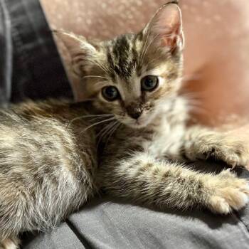 Rescue Domestic Short Hair Cats for Adoption in Houston, Texas - Bambi | PetCurious