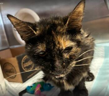 Sally -  Domestic Short Hair Cat for Adoption in Cincinnati, Ohio - Sally | PetCurious