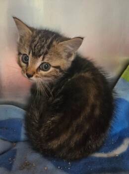 Lassa -  Domestic Short Hair Cat for Adoption in Sherwood, Arkansas - Lassa | PetCurious