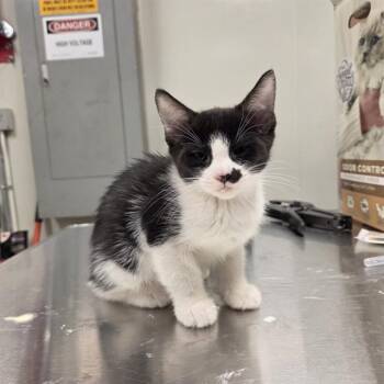 Domestic Short Hair Cats Available for Adoption in Ontario, California - BIRCH | PetCurious