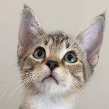Ezekiel -  Domestic Medium Hair Cat for Adoption in Cumming, Georgia - Ezekiel | PetCurious