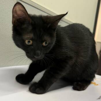 Twilight -  Domestic Short Hair Cat for Adoption in Tampa, Florida - Twilight | PetCurious