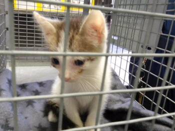 PEBBLES -  Domestic Short Hair Cat for Adoption in Tulsa, Oklahoma - PEBBLES | PetCurious