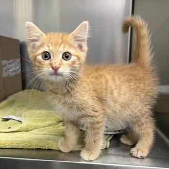 Delivery Boy -  Domestic Short Hair Cat for Adoption in Charlottesville, Virginia - Delivery Boy | PetCurious